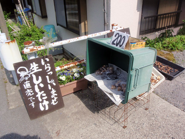 生しいたけ