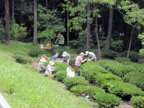 県道３６５号線沿いの茶摘風景