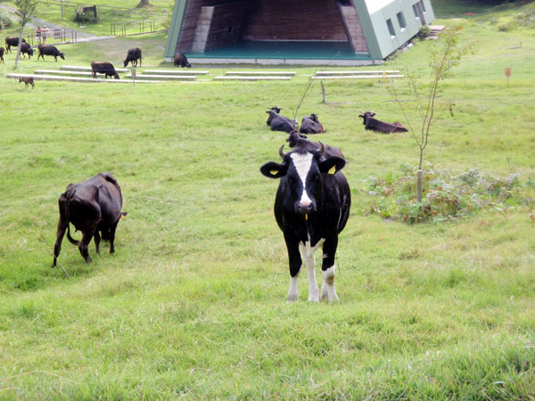 山田牧場の牛