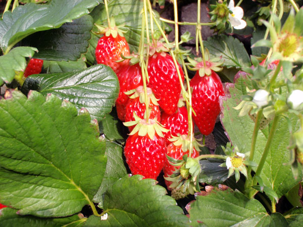 久能山の石垣苺