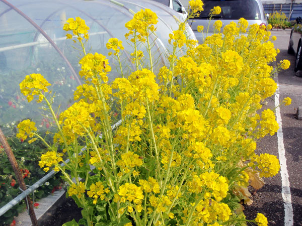 菜の花が咲いていた