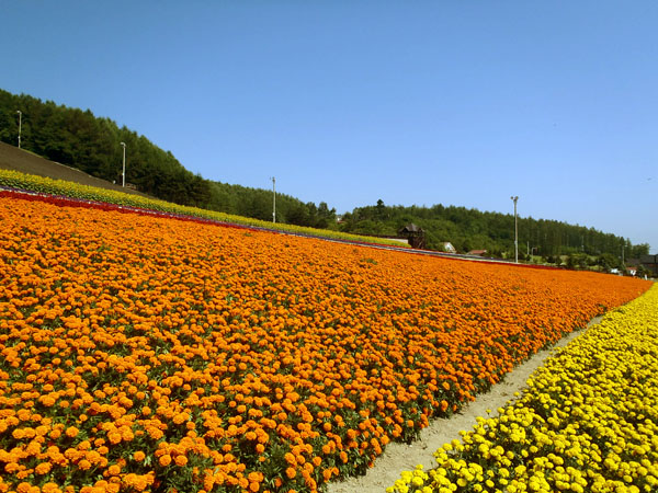 お花畑