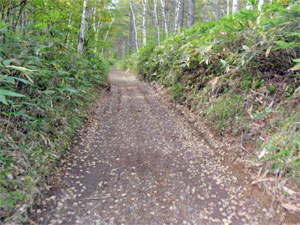 最初はフラットダートだが・・・