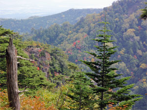 紅葉もちらほら