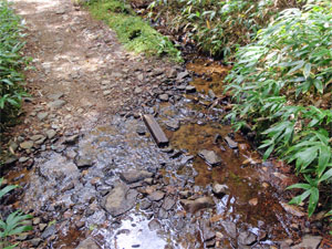 登山道に流れる湧水