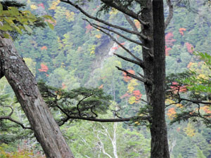 木の間に見える紅葉