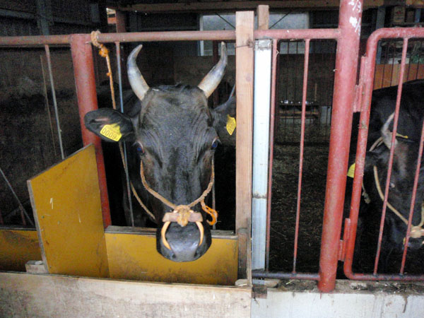 takoさんの実家の牛