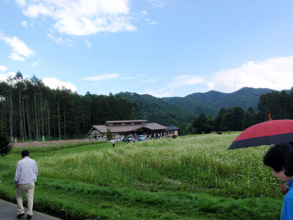 蕎麦の花とコスモス（奥）