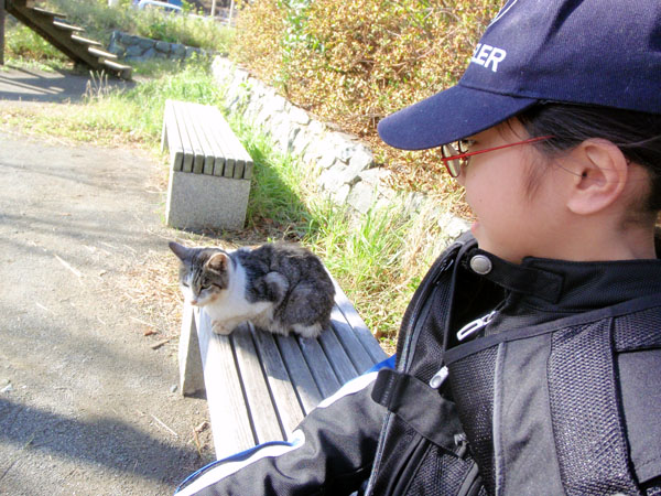 江ノ島の猫