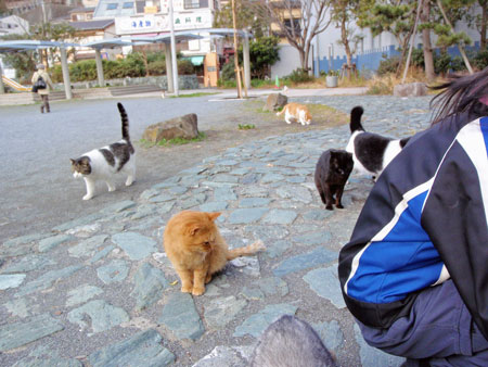 猫達が続々と現る
