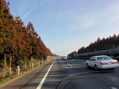 常磐自動車道の杉の木