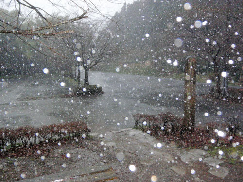 大雨の養老渓谷