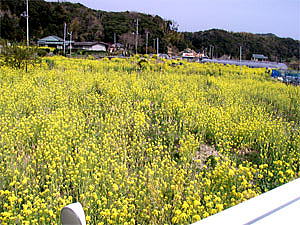 菜の花畑