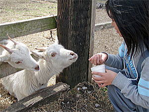 �R�r�ɉa����邠����