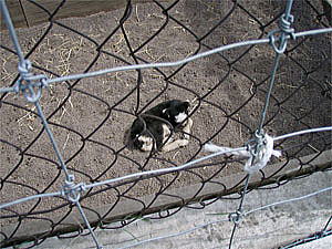 ����P�T�Ԗ����̎R�r�̂��������