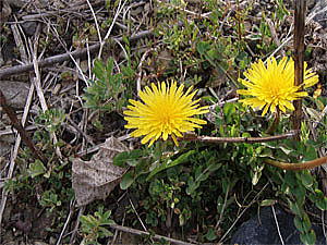 ������̍�i�P