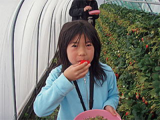 �Ί_�������͂����܂Ȃ��ŐH�ׂ���̂ŐH�׈Ղ��B