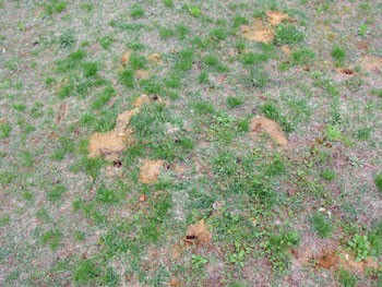 穴が無数に有るキャンプ地