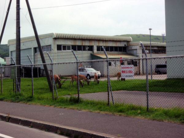 自衛隊駐屯地内に鹿が居た