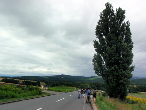 ケンとメリーの木