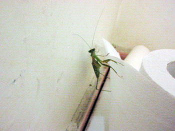 トイレ内のカマキリ