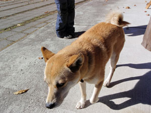 大人しい犬登場