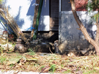 見つかりますか？