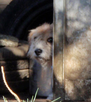 ワンちゃんです