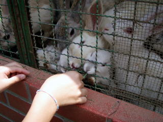 うさぎの餌やり