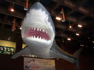 巨大古代鮫「カルカロドン・メガロドン」