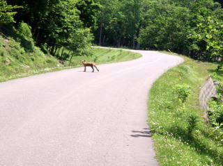 岩尾別温泉付近に居たきつね