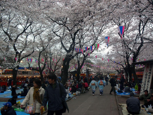 喜多院の桜