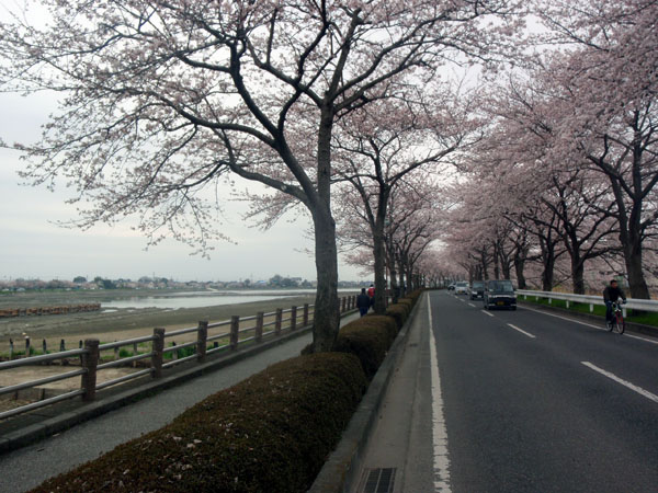 伊佐沼の桜