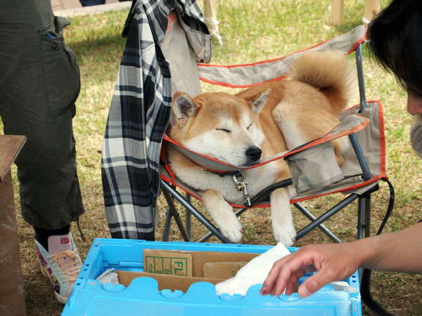 リラックスしていた犬