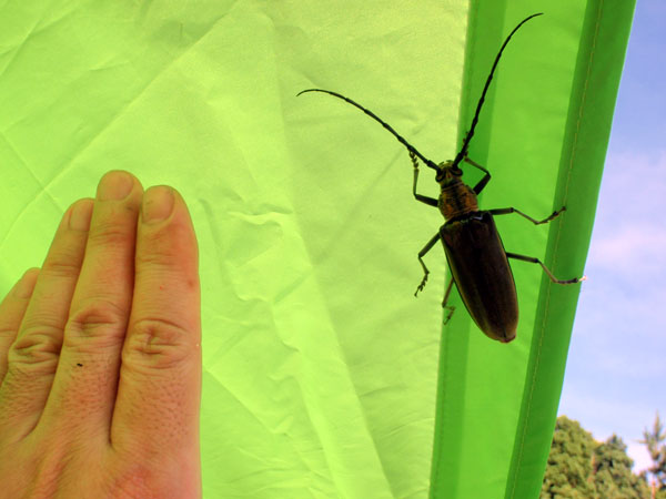 巨大なカミキリムシ