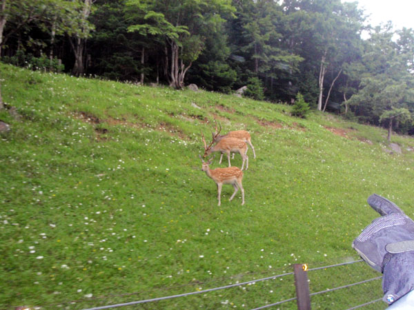 知床半島の鹿
