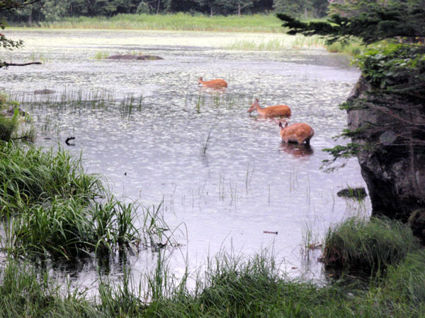 湖の中に居る鹿