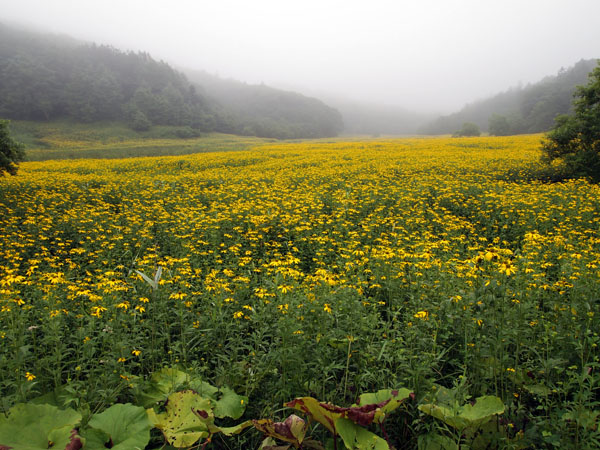 弁天島のお花畑