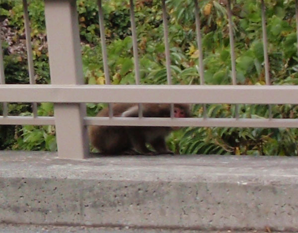 猿発見!