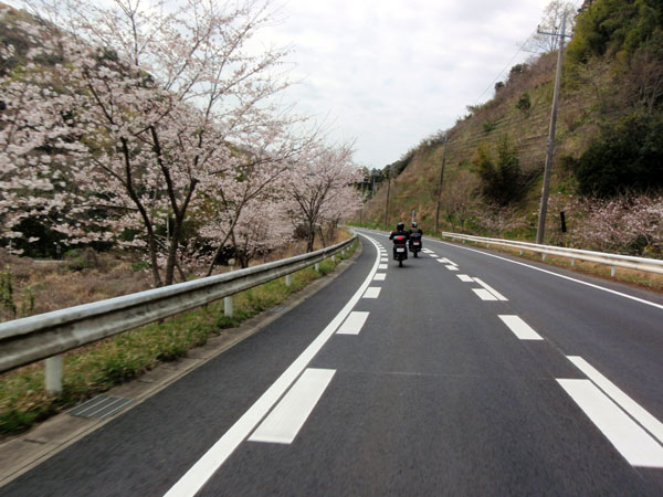 桜の花咲く中を走る