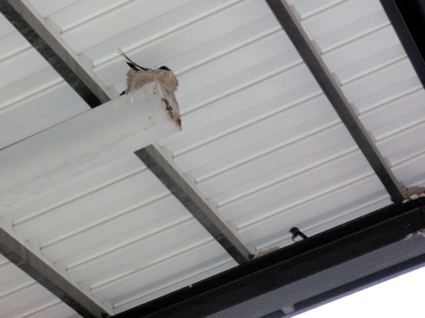 ツバメの巣を発見