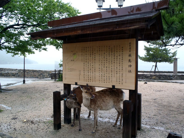 雨宿りする鹿