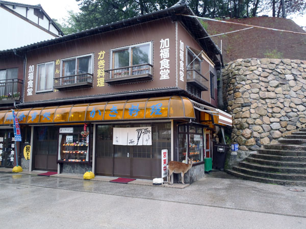 鹿の雨宿り