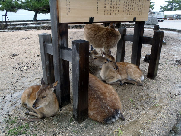 小鹿も雨宿り