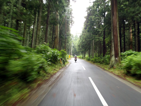 杉林の中を駆け抜ける