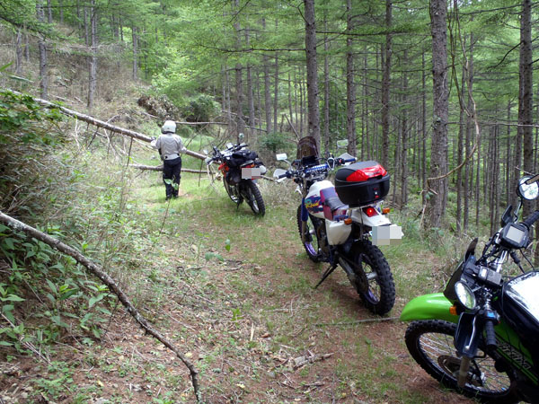 倒木に行く手を阻まれる