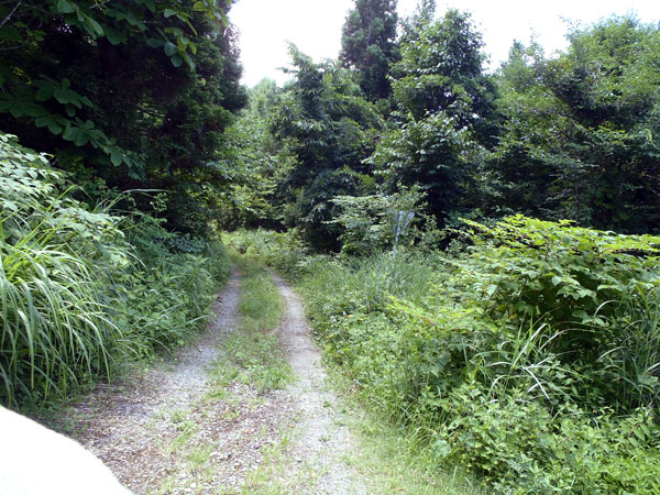 広域基幹林道七ヶ岳線