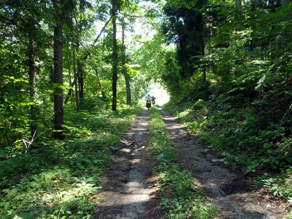涼しい木陰のある林道へ