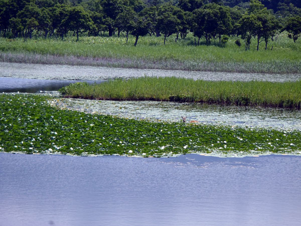 湖の中に鹿の姿が・・・