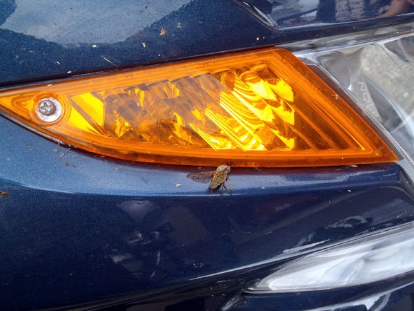 K1200GTに激突死したアブ